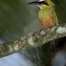 motmot_browed_turquoise_tar_v_0762_cos1095.jpg